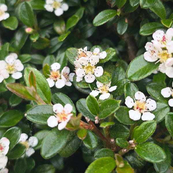 Cotoneaster dammeri