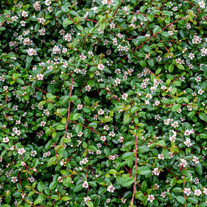 Cotoneaster dammeri