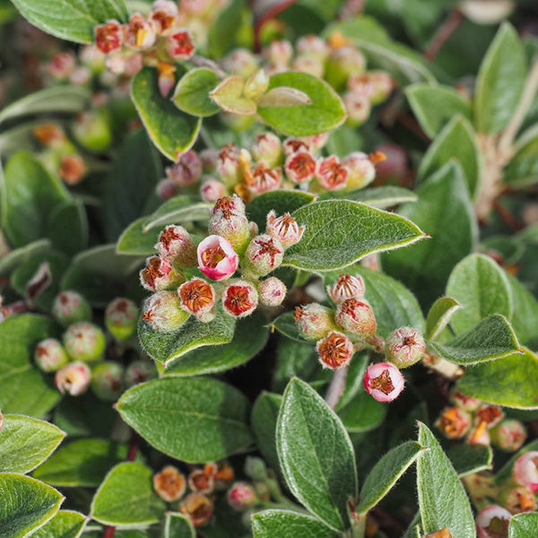 Cotoneaster franchetii