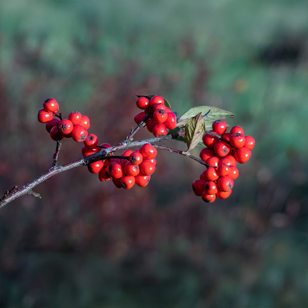 Cotoneaster franchetii