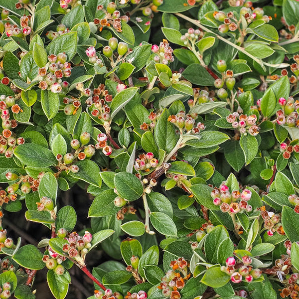 Cotoneaster franchetii
