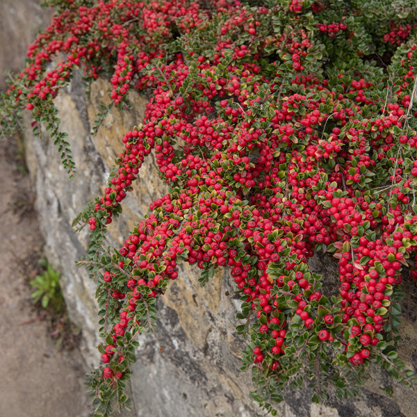 Cotoneaster horizontalis
