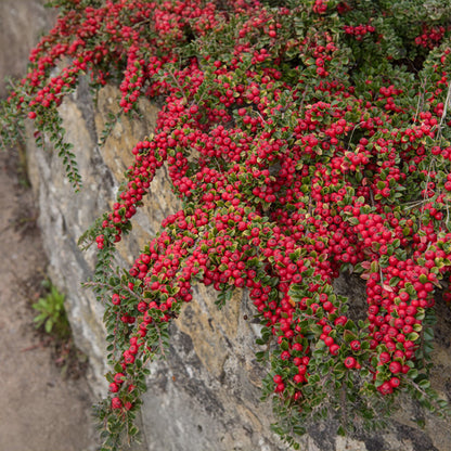 Cotoneaster horizontalis