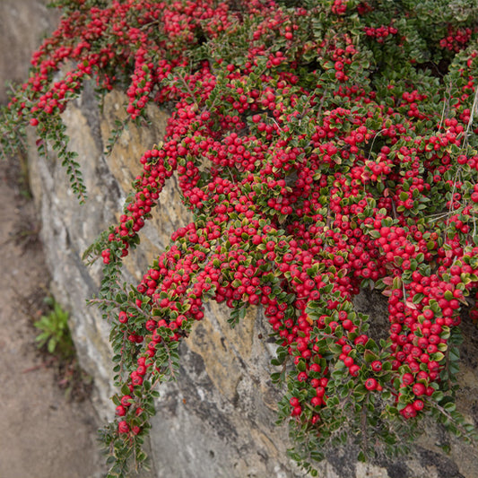 Cotoneaster horizontalis