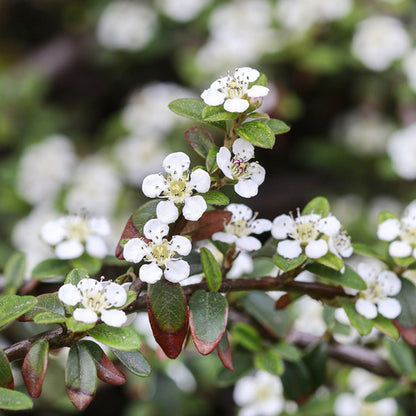 Cotoneaster horizontalis