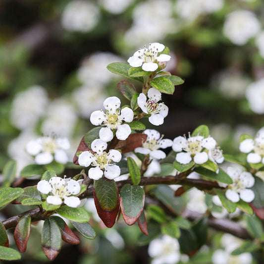 Cotoneaster horizontalis