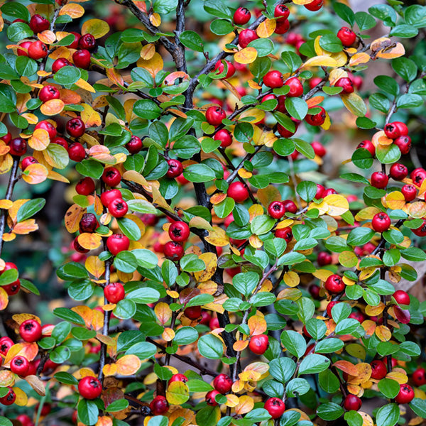 Cotoneaster horizontalis