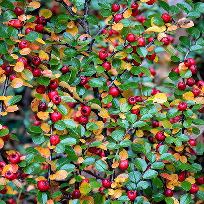 Cotoneaster horizontalis