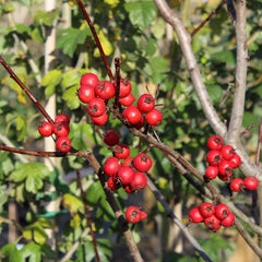 Crataegus Prunifolia - Hawthorn Tree