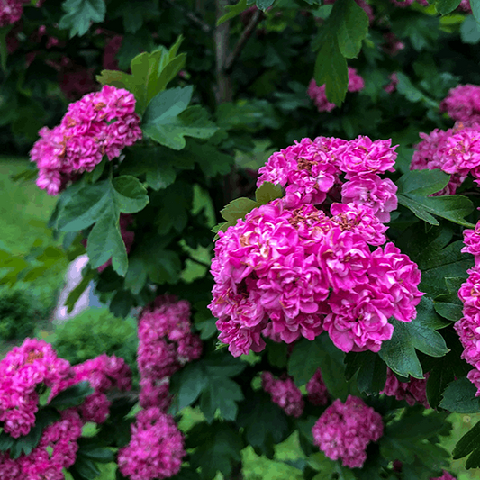 Crataegus Toba - Toba Hawthorn Tree