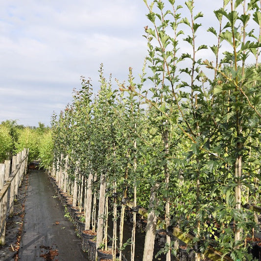 Crataegus arnoldiana - Hawthorn Tree