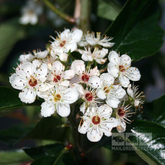Crataegus lavallei - Hawthorn Tree