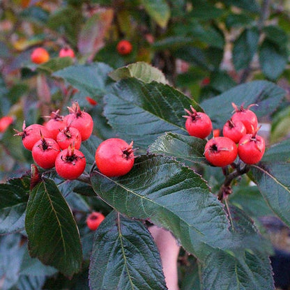 Bright red berries with small black tips adorn the leafy green branches of the Crataegus lavallei - Hawthorn Tree, enhancing its elegance with a burst of vibrant colour.