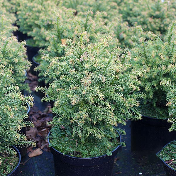 Several Cryptomeria japonica Tilford Gold (Japanese Cedar) are placed on a black surface. Their green needle-like leaves look lush, with some showing hints of brown.