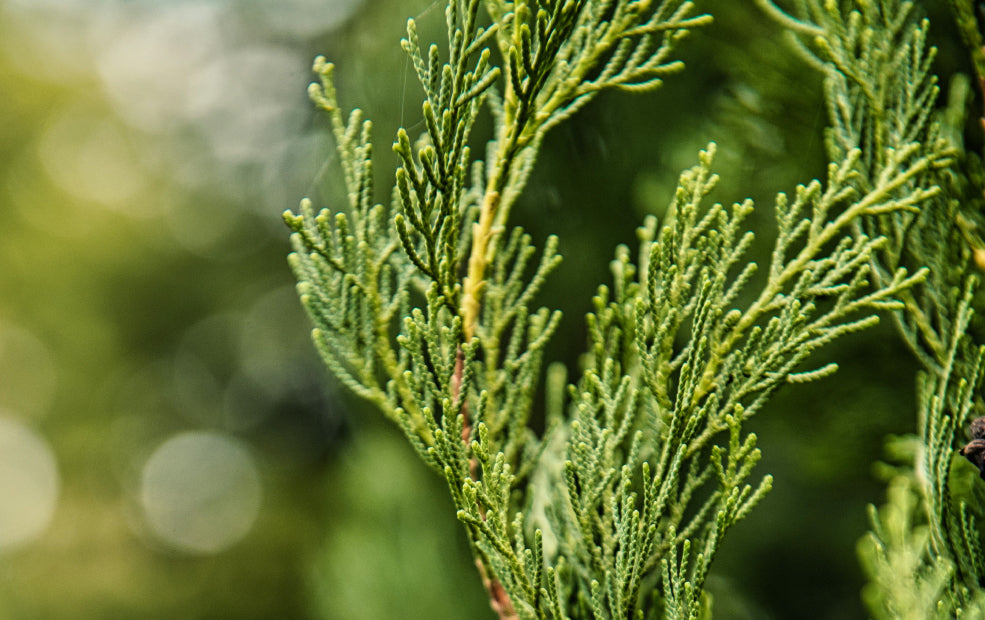 Resilient and Effortless to Care For.