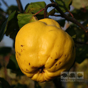 Cydonia Champion - Quince Tree