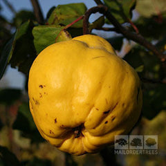 Cydonia Champion - Quince Tree
