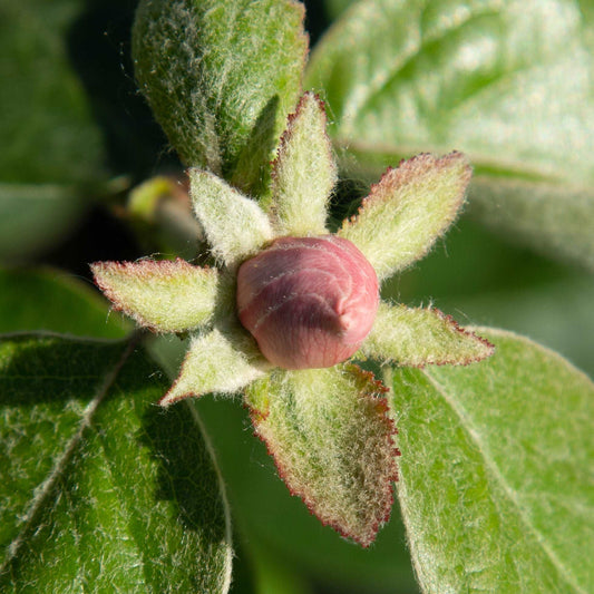 Cydonia Serbian Gold - Serbian Gold Quince Tree