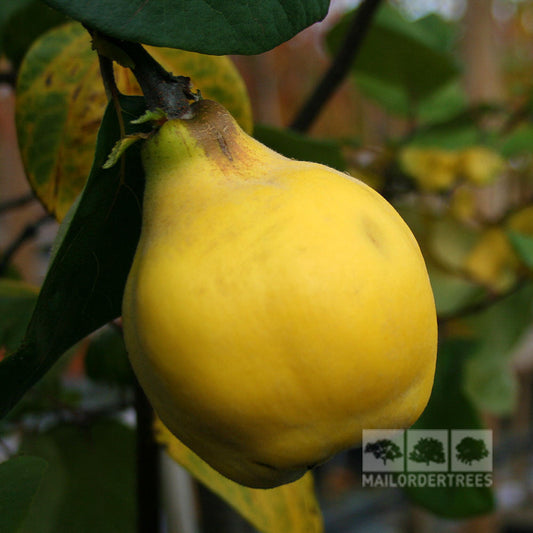 Cydonia Vranja - Vranja Quince Tree