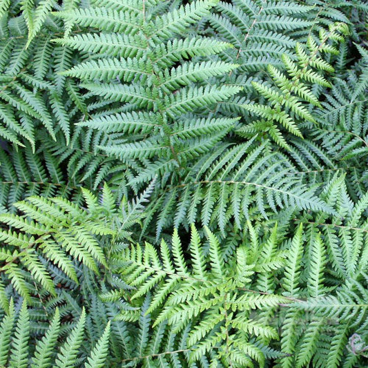 Dicksonia antarctica - Tree Fern