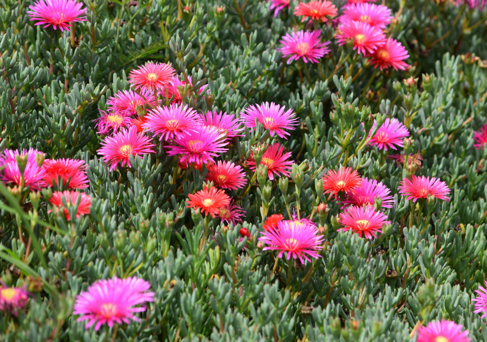 Delosperma: A Jewel-Like Carpet of Colour.