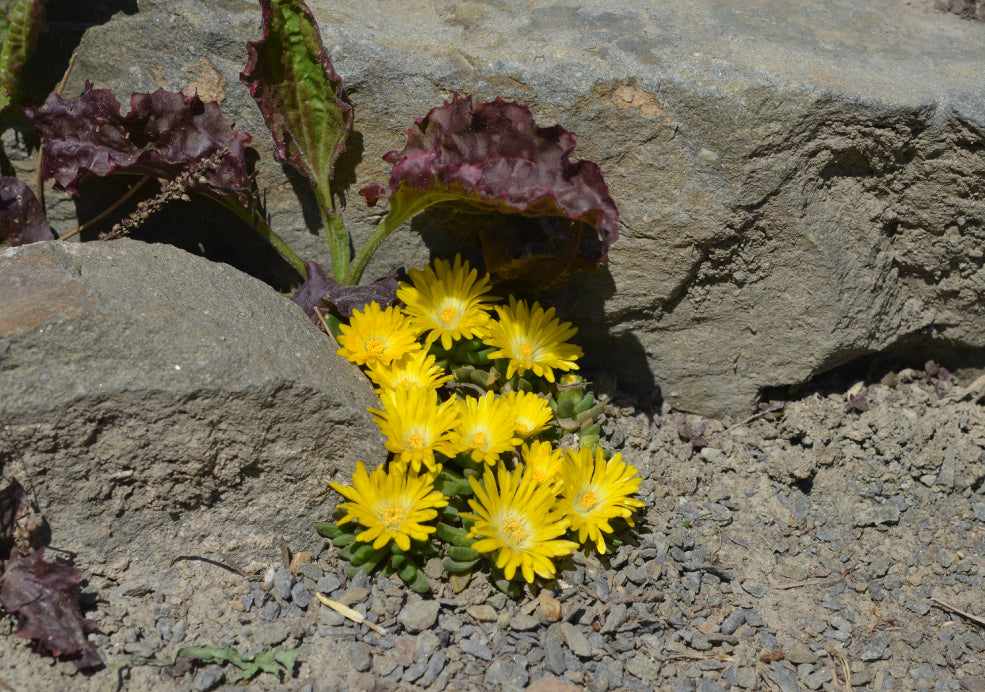 Hardy, Drought-Tolerant, and Easy to Grow.
