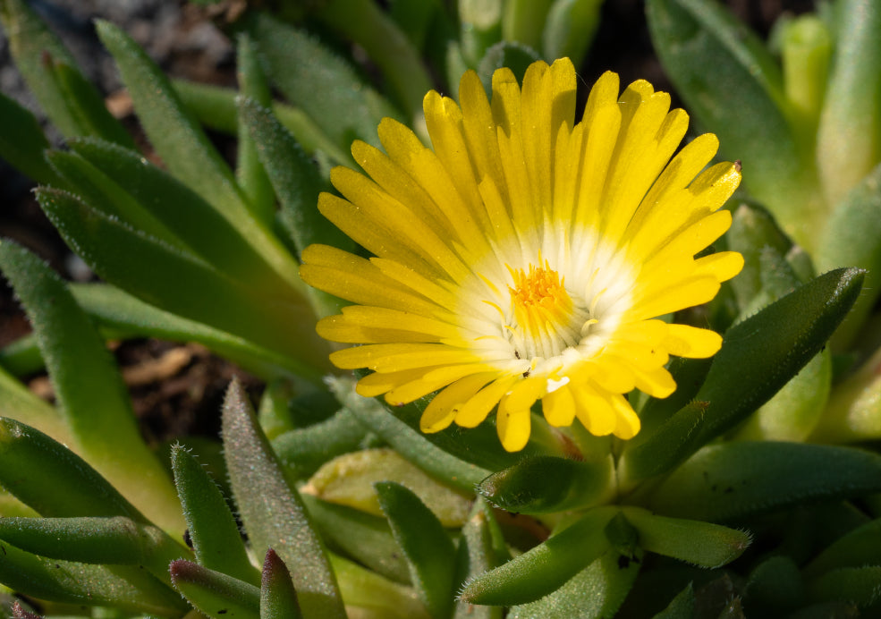 Long Lasting Blooms and Wildlife Appeal.