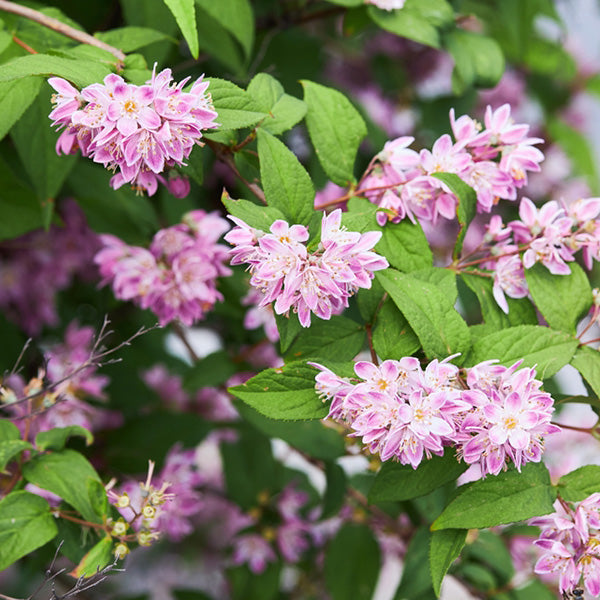 Deutzia 'Strawberry Fields'