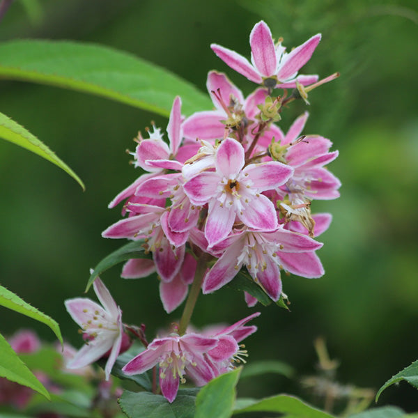 Deutzia 'Strawberry Fields'