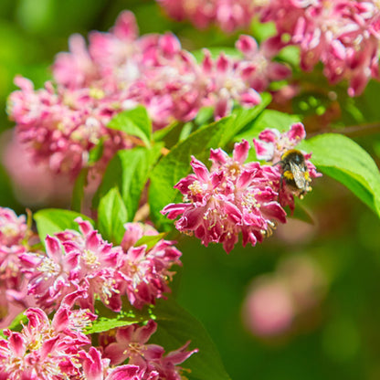 Deutzia 'Tourbillon Rouge'