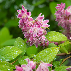 Deutzia 'Tourbillon Rouge'