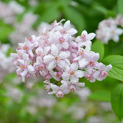 Deutzia 'Mont Rose'