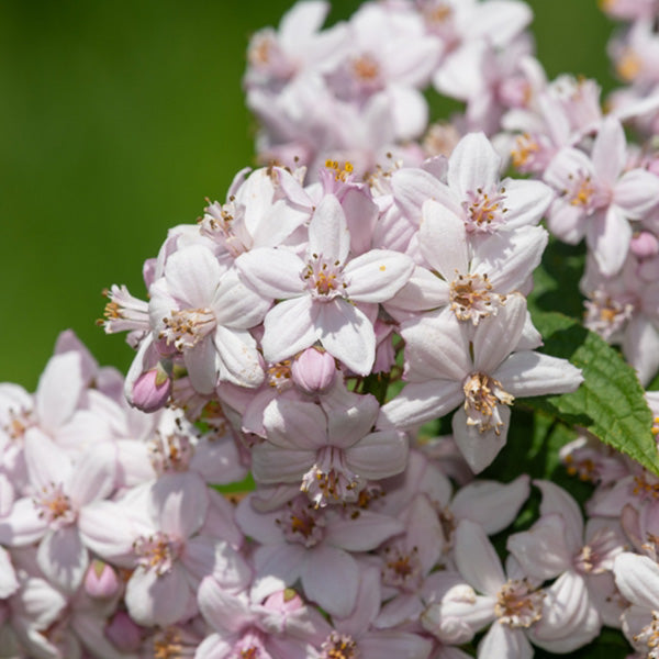 Deutzia 'Mont Rose'