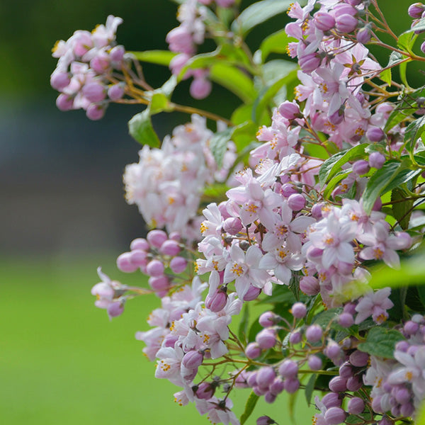 Deutzia 'Mont Rose'