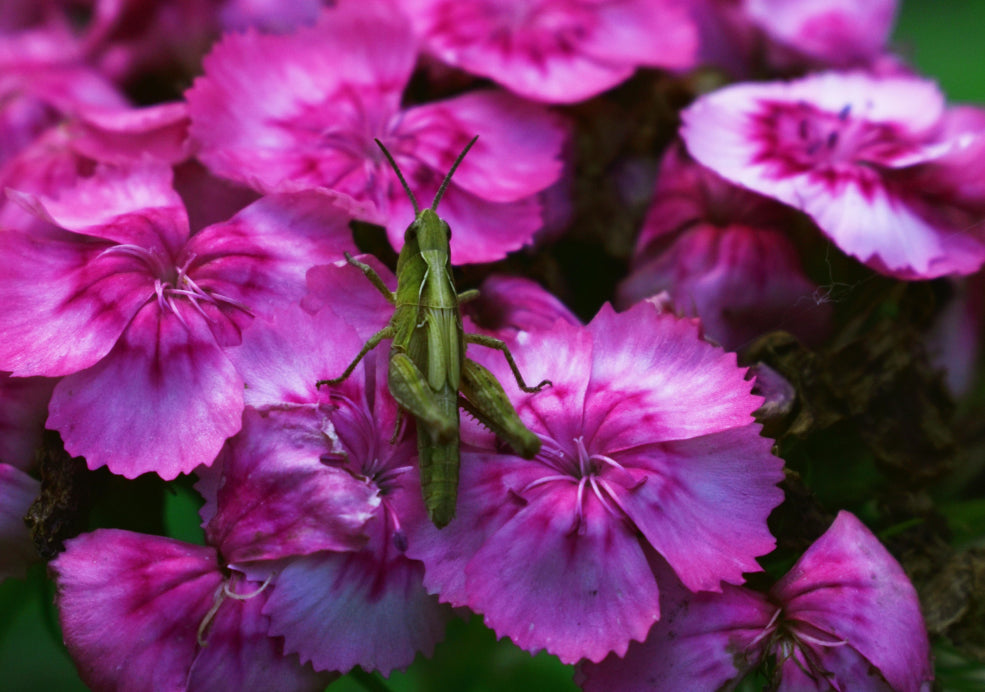 A Pollinator-Friendly Choice with Heritage Appeal.