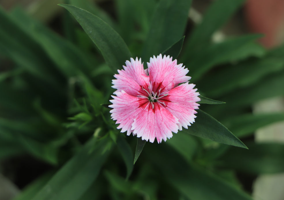 Low Maintenance and Long-Flowering.