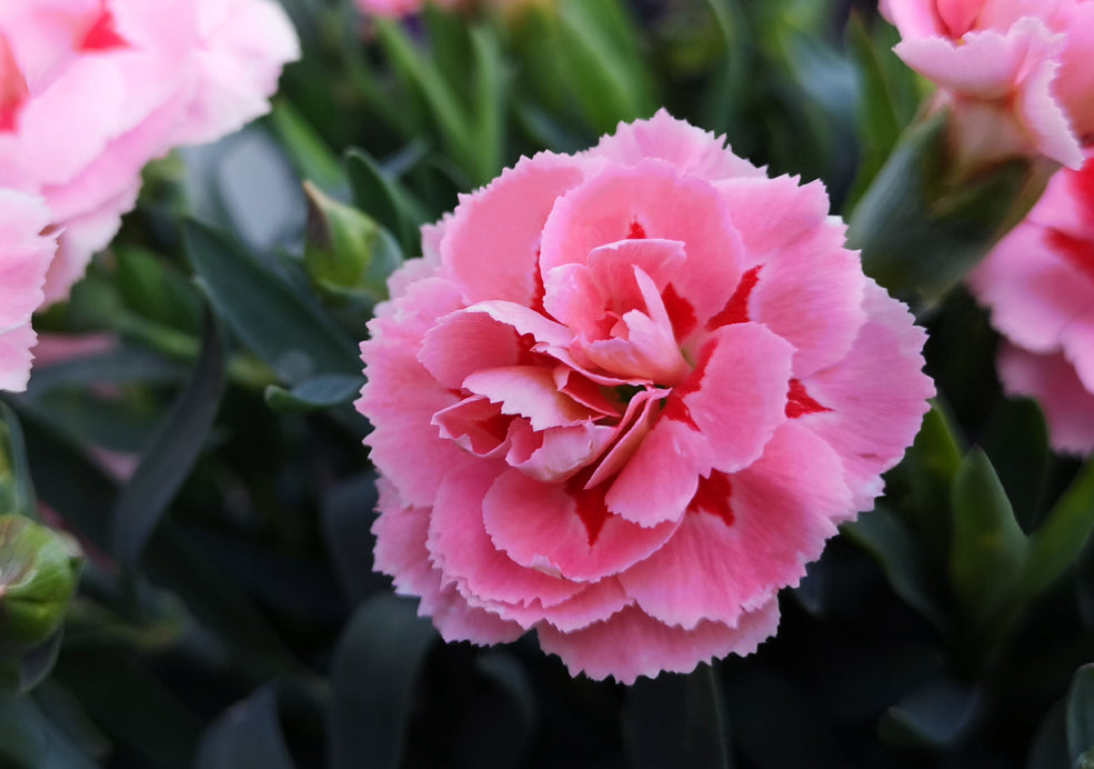Dianthus: A Classic Favourite with Fragrant Blooms.