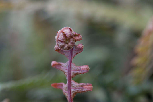 Doodia media - Rasp Fern