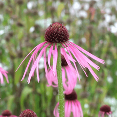 Echinacea pallida