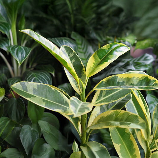 Elaeagnus 'Gilt Edge'