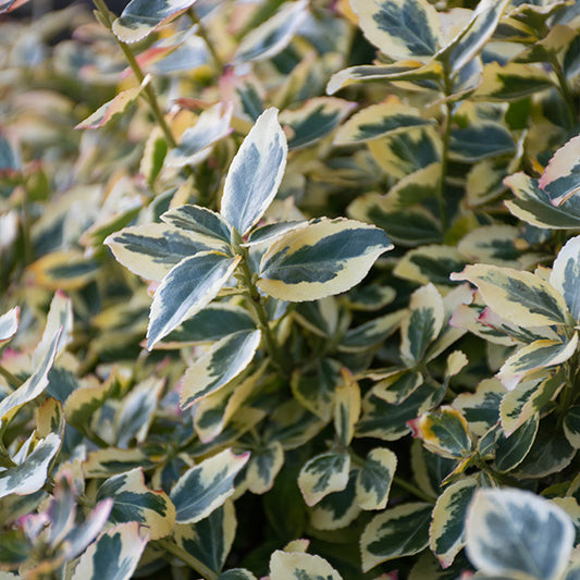 Elaeagnus 'Gilt Edge'