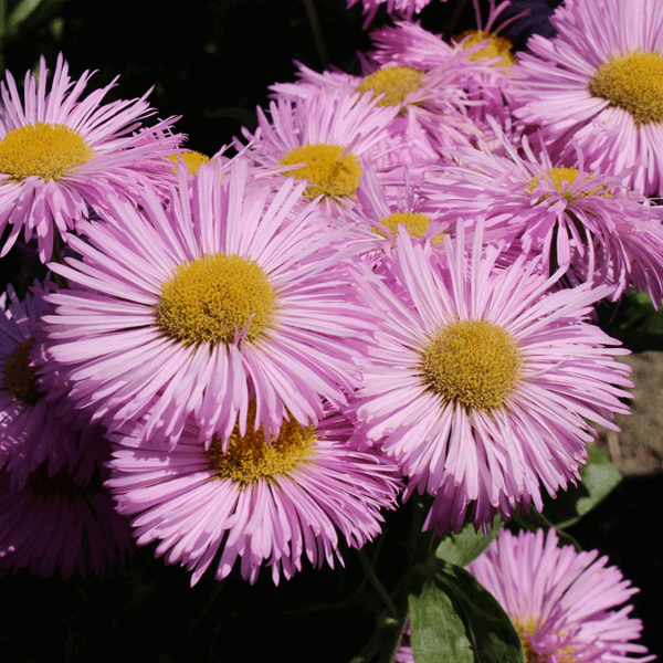 Erigeron Pink Jewel