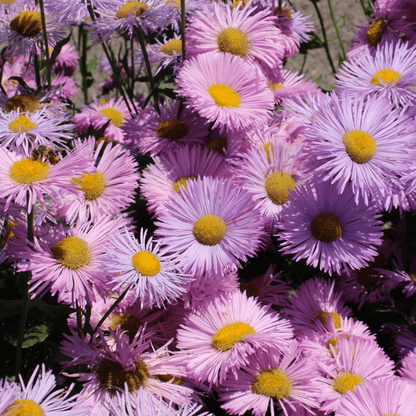 Erigeron Pink Jewel