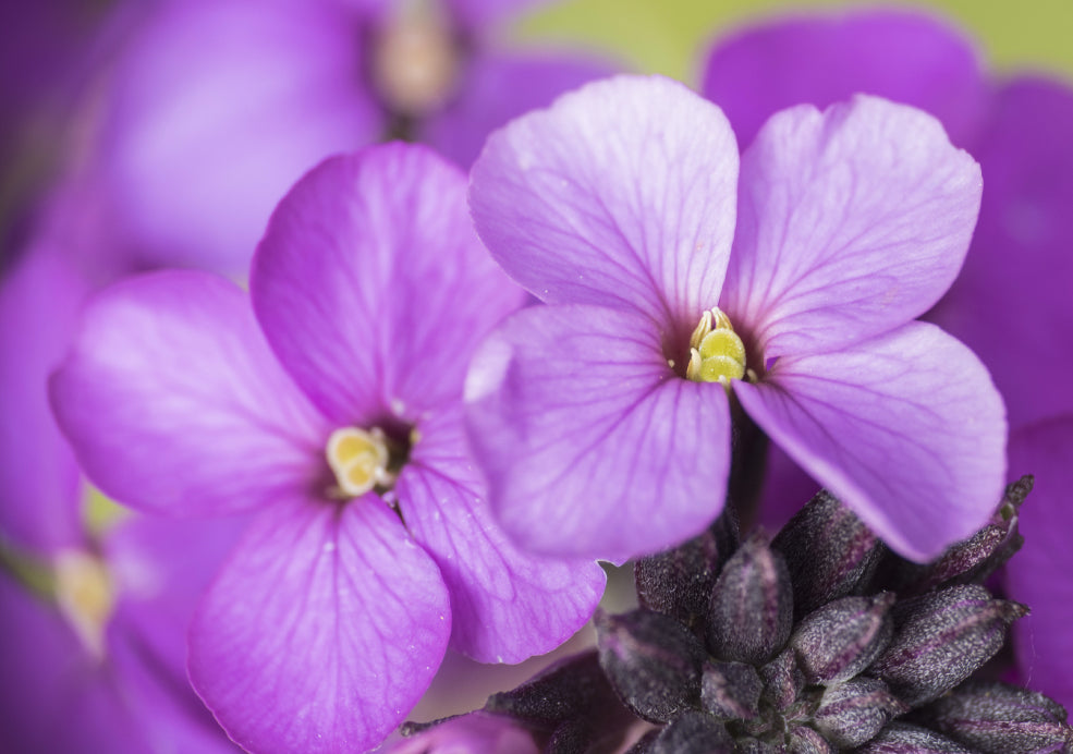 A Pollinator Magnet and Easy to Grow.