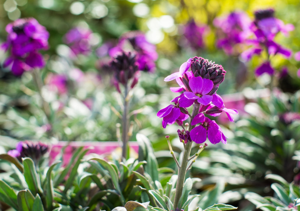 Erysimum: A Long-Flowering Favourite with Rich Colour.