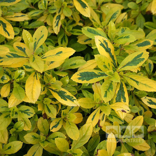 Escallonia Gold Ellen - Golden Escallonia