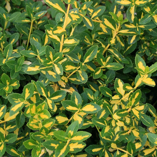 Euonymus Blondy - Variegated Fortune's Spindle – Mail Order Trees