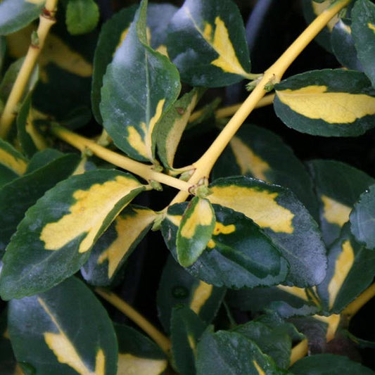Euonymus Mickaela - Evergreen Bittersweet