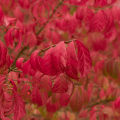 Euonymus alatus Compactus - Winged Spindle Tree