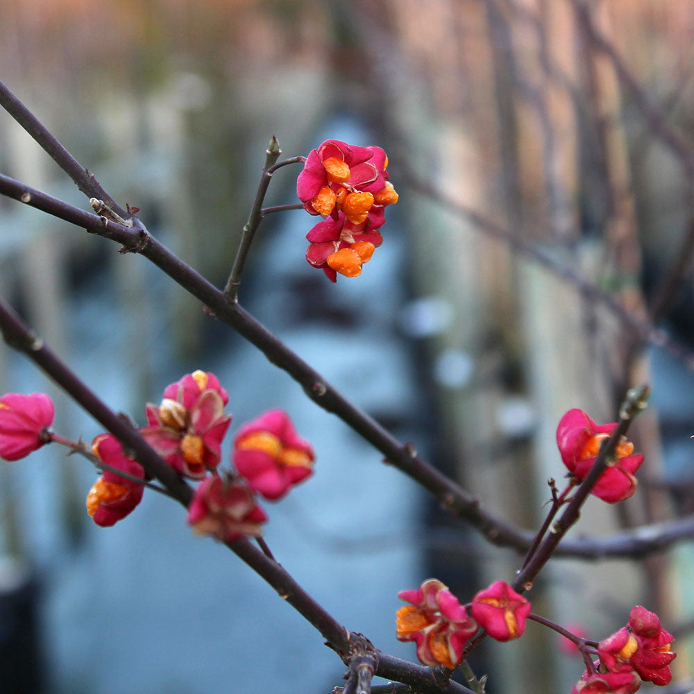 A close-up of tree branches with red and orange blossoms, evoking the beauty of a Euonymus europaeus Red Cascade Spindle Tree, set against a softly blurred background. Ideal for designing a winter-interest garden that enchants the senses throughout the colder months.
